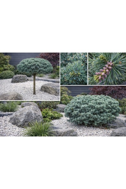 Сосна дрібноквіткова Кін-По / Кінпо в ландшафті